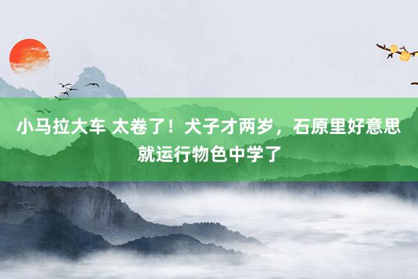 小马拉大车 太卷了！犬子才两岁，石原里好意思就运行物色中学了
